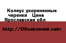 Колеус укорененные черенки › Цена ­ 30 - Ярославская обл.  »    